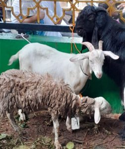 Masjid Nurul Huda Tanjung Barat qurban