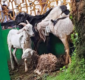 Masjid Nurul Huda Tanjung Barat qurban